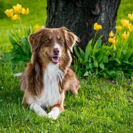 In Moriani-plage Near
