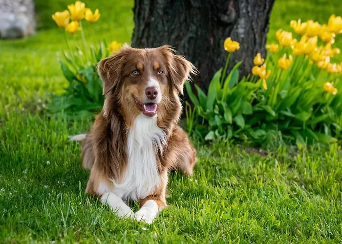 In Moriani-plage Near